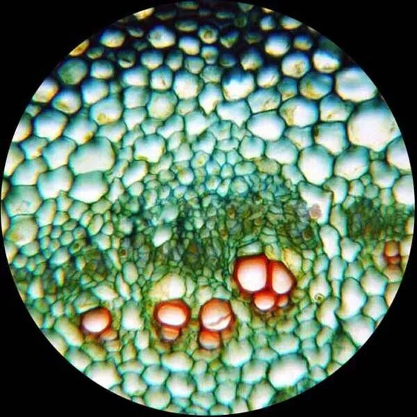 AmScope M620 Series Monocular LED Compound Microscope 40X-2500X Magnification With 9MP USB 2.0 C-mount Camera