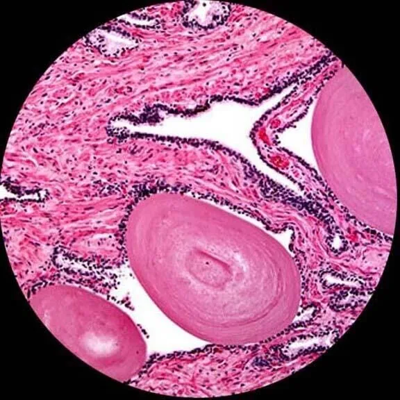 AmScope M620 Series Monocular LED Compound Microscope 40X-2500X Magnification With 9MP USB 2.0 C-mount Camera