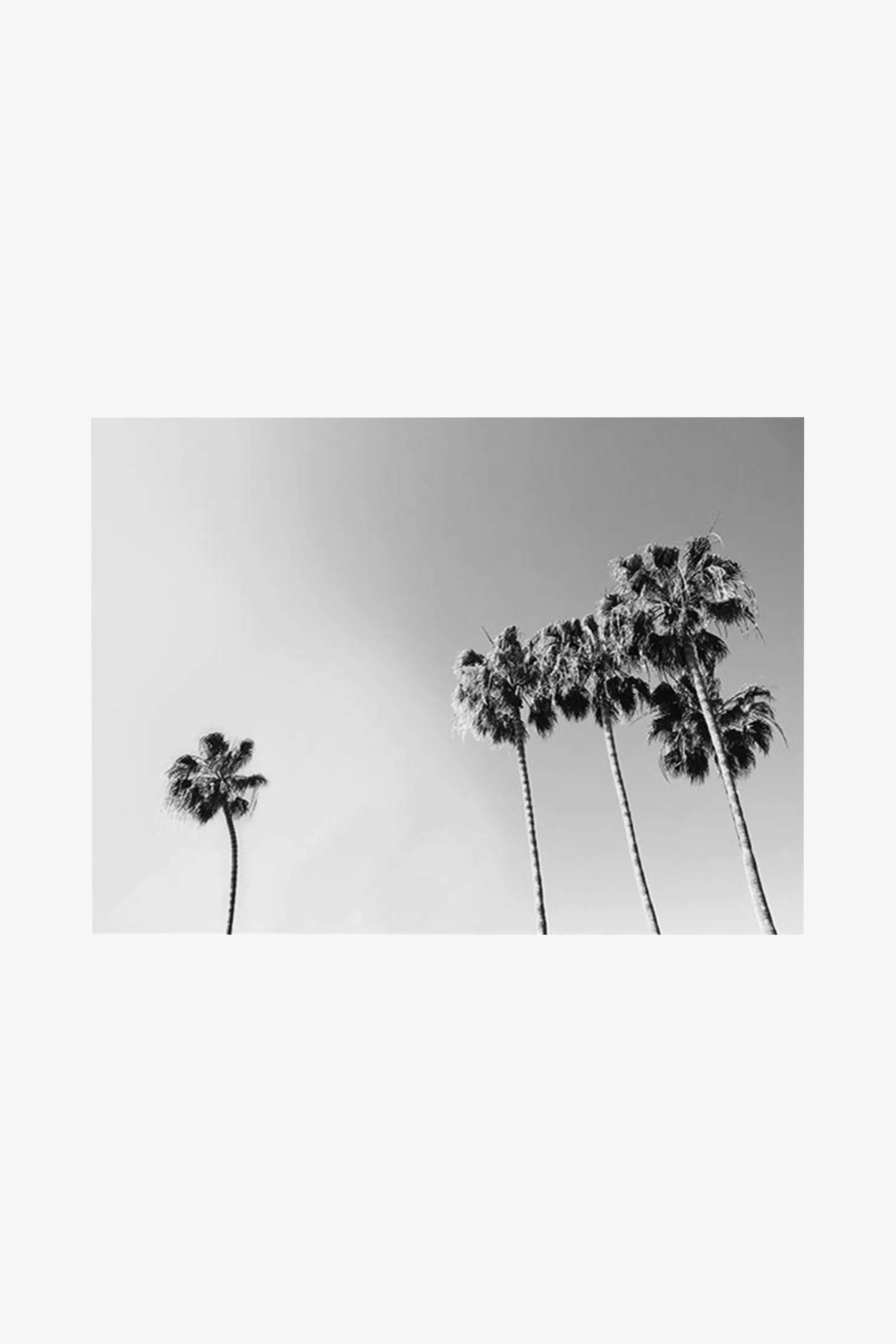 Black   White Palm White Framed A1 Print